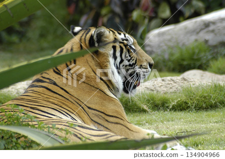 tiger resting after vegetation 134904966
