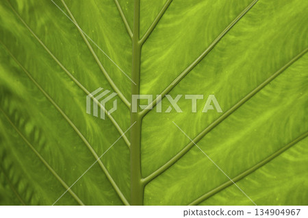 details of a large green leaf 134904967