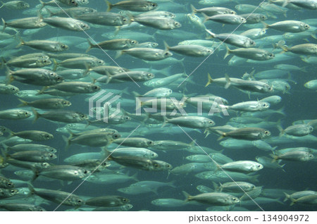 group of fish swimming in a circle 134904972