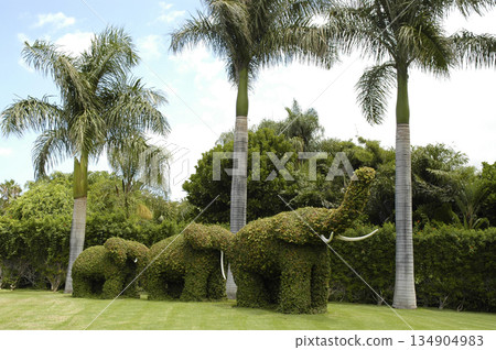 hedges cut into the shape of an elephant in the garden hedges cut into the shape of an elephant in the garden 134904983
