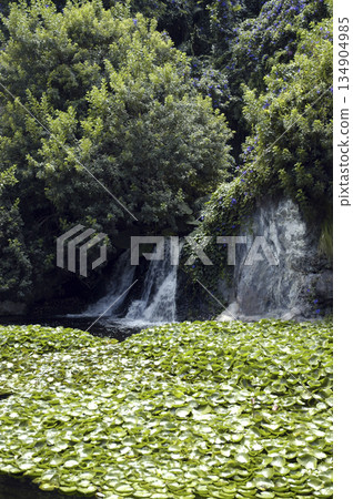 waterfall and pond full of water lilies 134904985