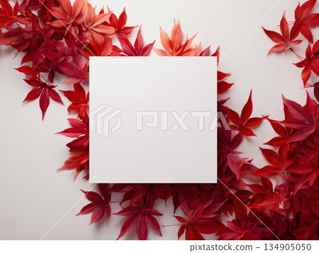 秋季背景構圖,白色矩形邊框內環繞著鮮紅的秋葉。 秋季背景構圖,白色矩形邊框內環繞著鮮紅的秋葉。 134905050