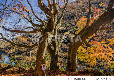 原日本國鐵中央西線愛紀隧道秋季特別開放 134905180