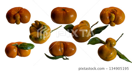 Deformed tangerines displaying natural mutations on white background 134905195