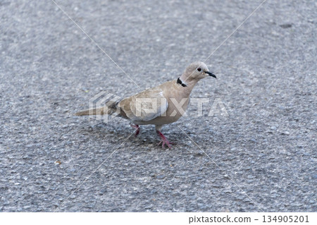 A small bird with a collar is walking on a grey pavement 134905201