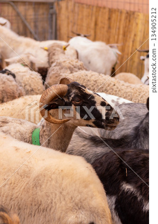 A ram is standing in a herd of sheep A ram is standing in a herd of sheep 134905212