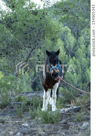 horse grazing in the bush in the middle of nature 134905343