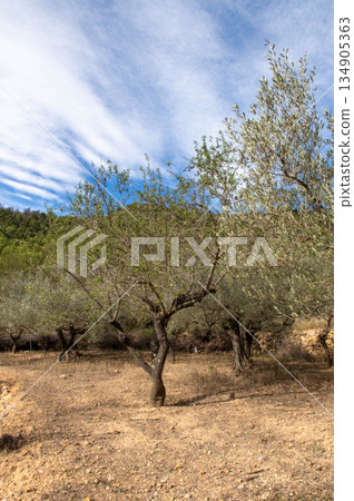 vertical view of an olive tree on a sunny day with a blue sky and white clouds vertical view of an olive tree on a sunny day with a blue sky and white clouds 134905363