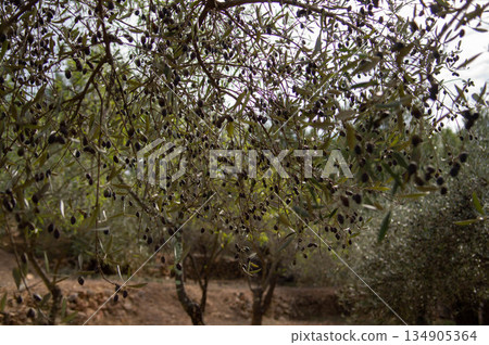 olives of different shades hanging from the branch of an olive tree with the background out of focus 134905364