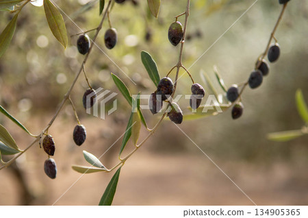 green and black olives hanging from the branch of an olive tree with out-of-focus background green and black olives hanging from the branch of an olive tree with out-of-focus background 134905365