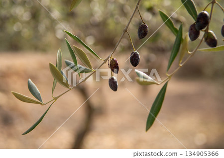 green and black olives hanging from the branch of an olive tree with out-of-focus background 134905366