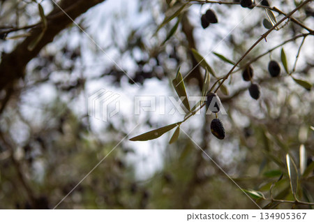 green and black olives hanging from the branch of an olive tree with out-of-focus background 134905367