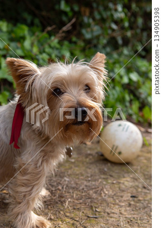 York share dog looking attentively with a ball in the background out of focus. York share dog looking attentively with a ball in the background out of focus. 134905398