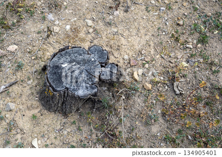 felled tree trunk with dry ground around it, environmental awareness concept 134905401