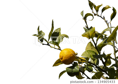 Lemon tree with green leaves and a yellow lemon with blue sky in the background. 134905433