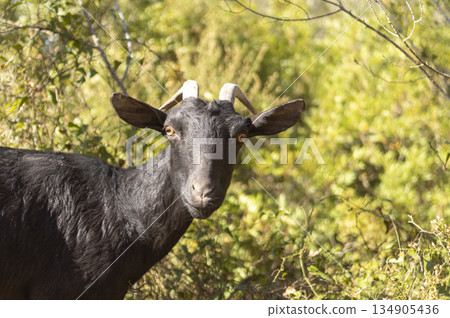 portrait of a black goat looking at the camera with natural background out of focus 134905436
