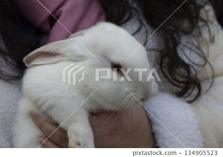 white rabbit in the arms of a brunette woman 134905523