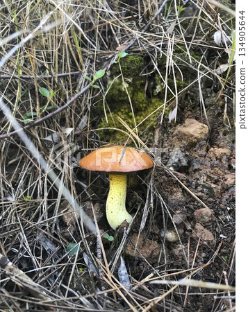 One wild mushroom in the vegetation 134905644