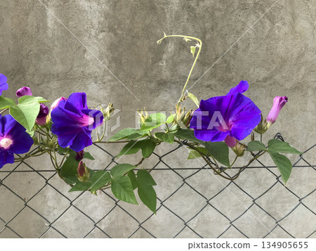 purple flowers on metal fence purple flowers on metal fence 134905655