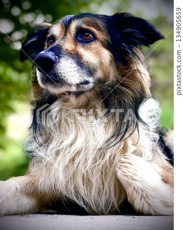portrait of a dog lying down looking with a curious face portrait of a dog lying down looking with a curious face 134905659
