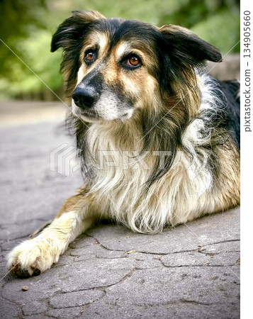portrait of a dog lying down with a sad look on his face 134905660