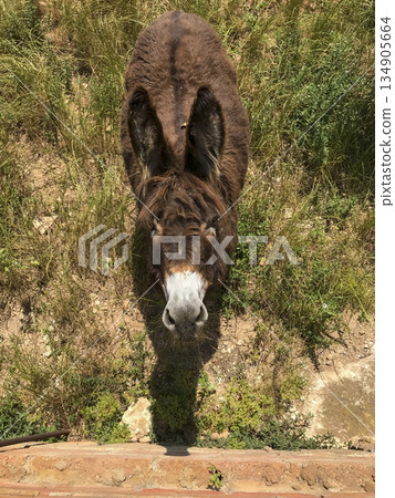 donkey outdoors looking towards the camera 134905664