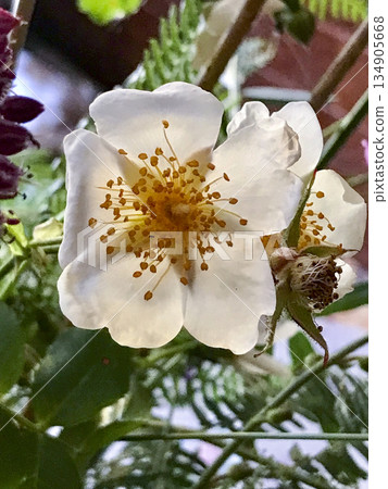 close-up of a flower with white petals close-up of a flower with white petals 134905668