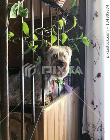 York shire dog looking through the railing 134905674