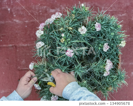 view of a woman's hands pruning a plant view of a woman's hands pruning a plant 134905678