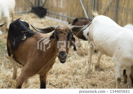 portrait of a goat in close-up inside the pen 134905681