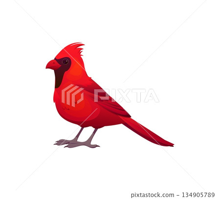 Christmas celebration cardinal bird cartoon decoration or sticker. Winter holiday animal symbol, Xmas season isolated vector cardinal bird. Happy New Year, Christmas festive decoration Christmas celebration cardinal bird cartoon decoration or sticker. Winter holiday animal symbol, Xmas season isolated vector cardinal bird. Happy New Year, Christmas festive decoration 134905789
