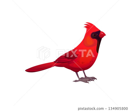 Christmas holiday red cardinal bird cartoon decoration. Merry Christmas season, Xmas animal symbol. Happy New Year holiday isolated vector red cardinal bird decoration or sticker Christmas holiday red cardinal bird cartoon decoration. Merry Christmas season, Xmas animal symbol. Happy New Year holiday isolated vector red cardinal bird decoration or sticker 134905800