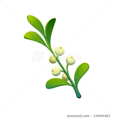 Christmas holiday mistletoe twig cartoon decoration. Happy New Year festive floral element, Xmas party isolated vector evergreen plant. Christmas celebration mistletoe branch and berry decoration Christmas holiday mistletoe twig cartoon decoration. Happy New Year festive floral element, Xmas party isolated vector evergreen plant. Christmas celebration mistletoe branch and berry decoration 134905807