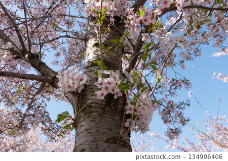 Soft pink sakura blossoms, fresh green leaves grow along textured tree trunk against clear blue spring sky, creating light and uplifting natural mood Soft pink sakura blossoms, fresh green leaves grow along textured tree trunk against clear blue spring sky, creating light and uplifting natural mood 134906406