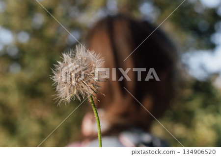 dandelion clock in sharp focus against soft portrait background of blurred child figure 134906520