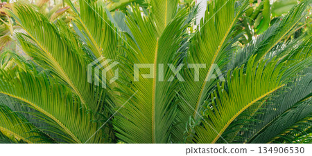 Green cycas palm leaves in tropical garden creating dense natural summer jungle background texture Green cycas palm leaves in tropical garden creating dense natural summer jungle background texture 134906530