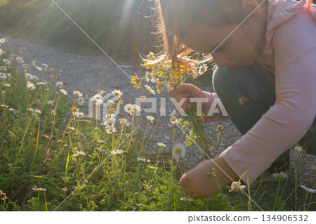 golden hour light: child gathering a bouquet of daisies in a sunlit summer flower field golden hour light: child gathering a bouquet of daisies in a sunlit summer flower field 134906532