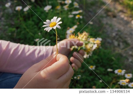 natural treasure: perfect daisy held by a child's hand against a blurred field background natural treasure: perfect daisy held by a child's hand against a blurred field background 134906534