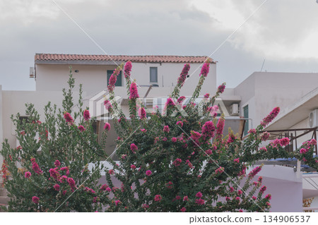 traditional mediterranean white house with clay tile roof and vivid pink bougainvillea flowers traditional mediterranean white house with clay tile roof and vivid pink bougainvillea flowers 134906537