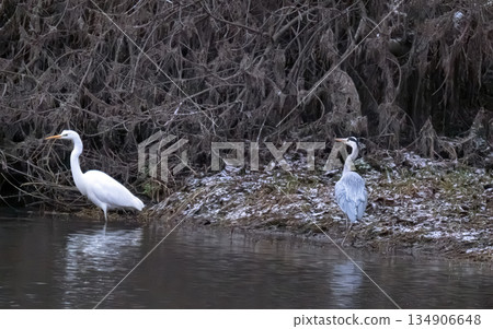 heron on the river 134906648