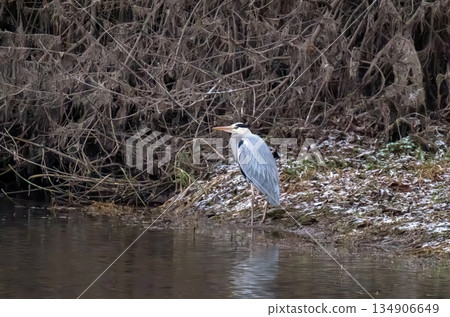 heron on the river heron on the river 134906649