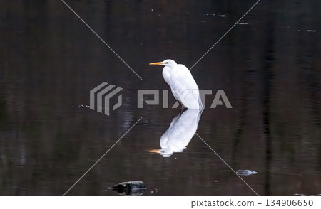 heron on the river 134906650