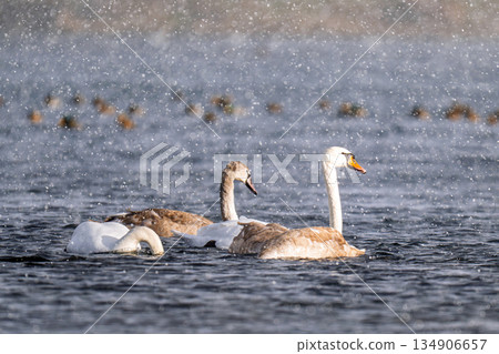 swans on a river on a winter day 134906657