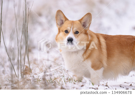 Welsh Corgi walking in a park in winter Welsh Corgi walking in a park in winter 134906678