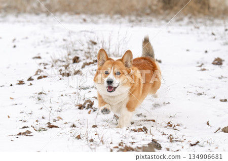 Welsh Corgi walking in a park in winter 134906681