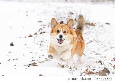 Welsh Corgi walking in a park in winter Welsh Corgi walking in a park in winter 134906682