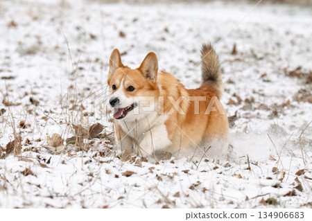 Welsh Corgi walking in a park in winter 134906683