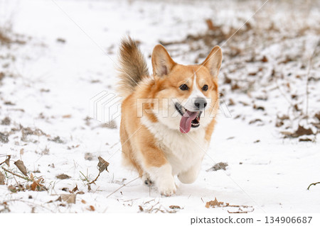 Welsh Corgi walking in a park in winter 134906687