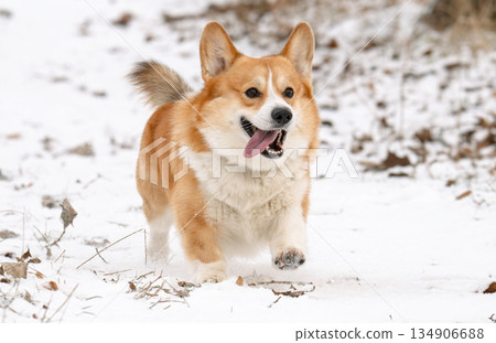 Welsh Corgi walking in a park in winter 134906688