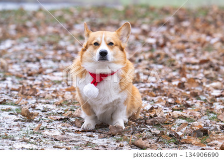 Welsh Corgi walking in a park in winter Welsh Corgi walking in a park in winter 134906690